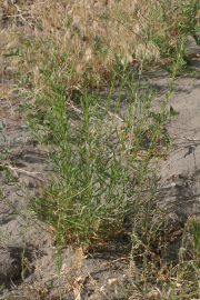 tarragon (Artemisia dracunculus )